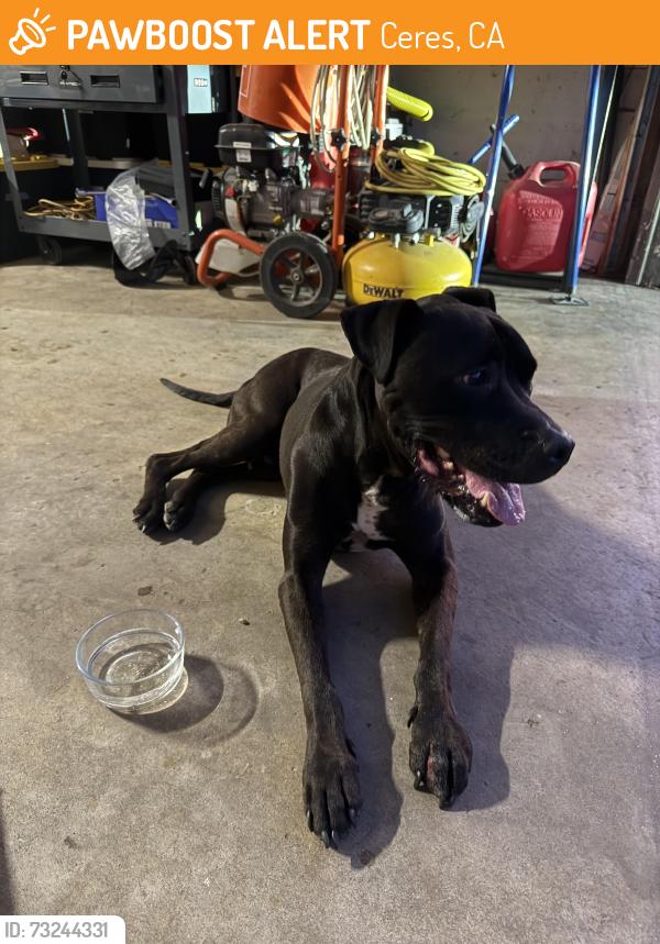 Found/Stray Male Dog last seen Central, Ceres, CA 95307