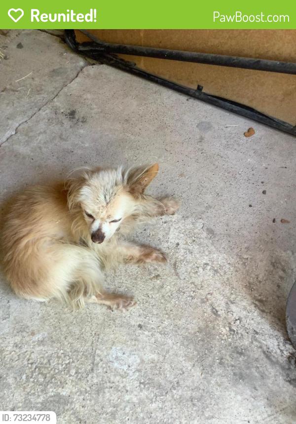 Reunited Unknown Dog last seen North Belt Line Road & Barnes Bridge, Mesquite, TX 75150