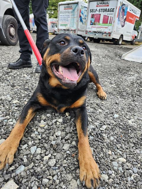 Shelter Stray Female Dog last seen Near BLOCK SE 237TH ST, MAPLE VALLEY WA 98038, 21615 64th Ave S, Kent, WA 98032, USA