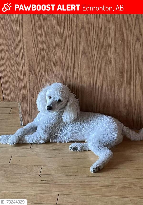 Lost Male Dog last seen Black mud creek, Edmonton, AB 