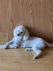 Lost Male Dog last seen Black mud creek, Edmonton, AB 