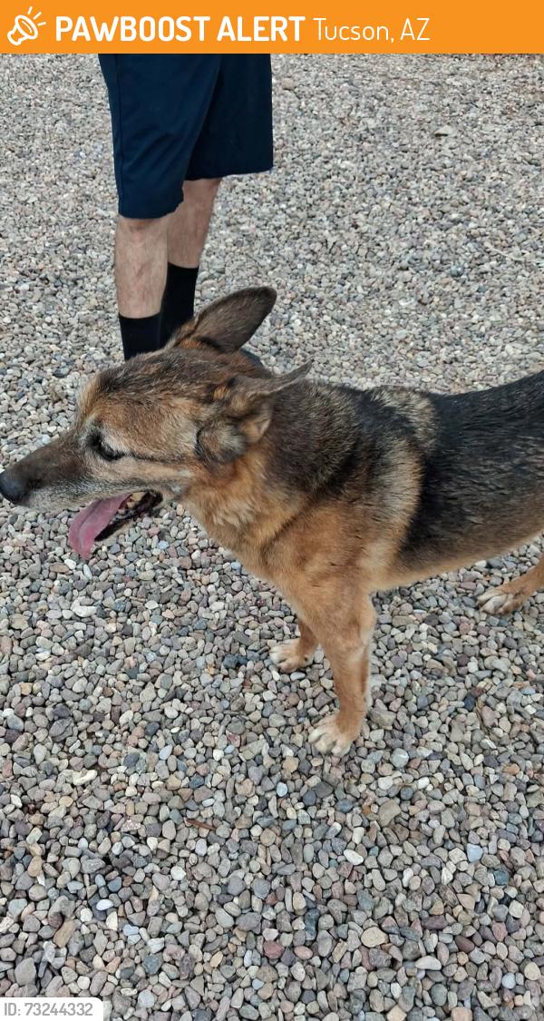 Found/Stray Male Dog last seen San Joaquin & Bradford, Tucson, AZ 85735