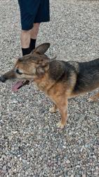 Found/Stray Male Dog last seen San Joaquin & Bradford, Tucson, AZ 85735