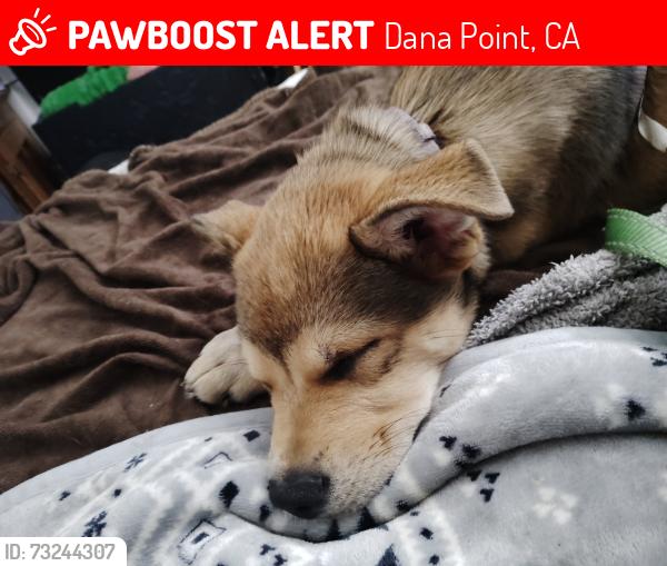 Lost Female Dog last seen Creekside park and trail on Stonehill near the playground, Dana Point, CA 92629