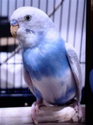 Shelter Stray Male Bird last seen SLOAT/CLEARFIELD, 1419 Bryant St, San Francisco, CA 94103, USA