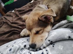Lost Female Dog last seen Creekside park and trail on Stonehill near the playground, Dana Point, CA 92629