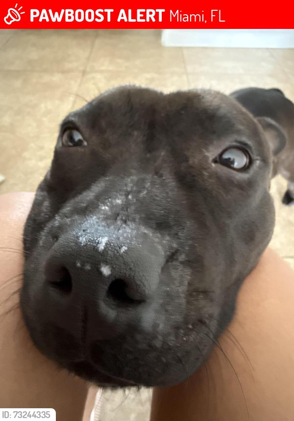 Lost Female Dog last seen Near SW 183rd ST, Miami, FL 33177