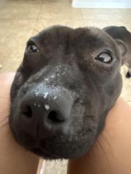 Lost Female Dog last seen Near SW 183rd ST, Miami, FL 33177