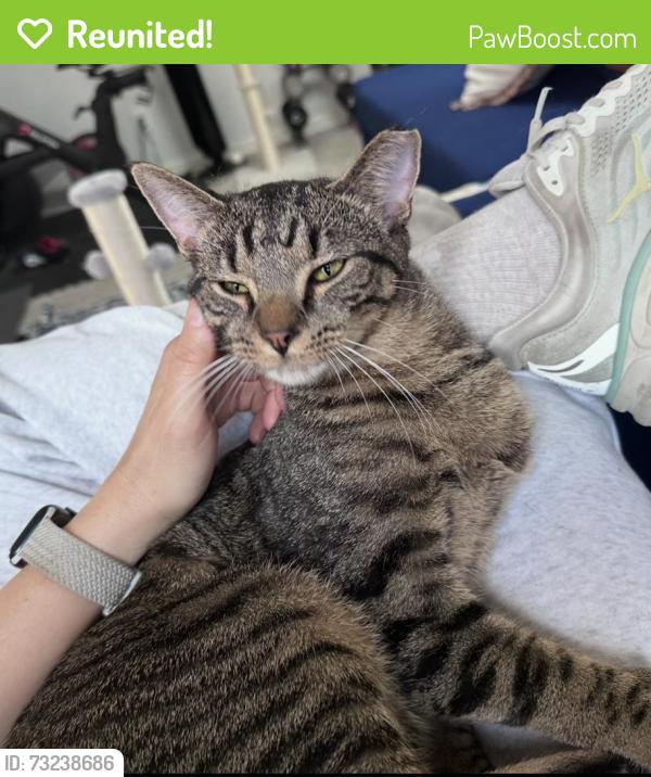 Reunited Male Cat last seen Brittany woods pool, Raleigh, NC 27613
