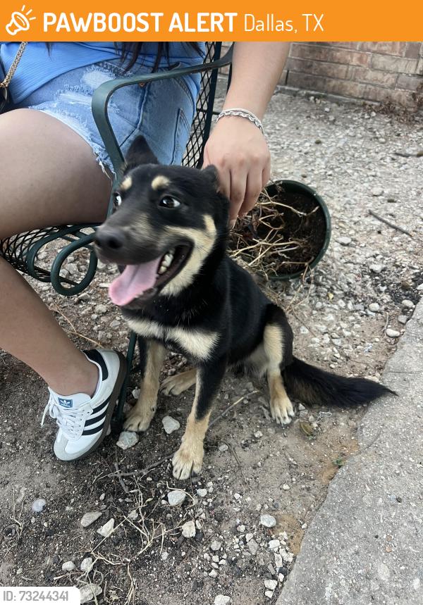 Found/Stray Male Dog last seen Elam and masters, Dallas, TX 75217