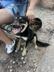 Found/Stray Male Dog last seen Elam and masters, Dallas, TX 75217