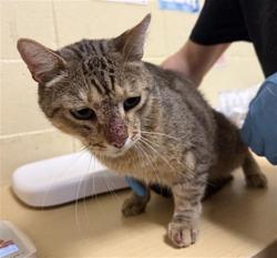 Shelter Stray Male Cat last seen SAN JUAN RD & AZEVEDO DR, 2127 Front St, Sacramento, CA 95818, USA