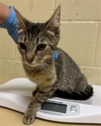 Shelter Stray Female Cat last seen TAYLOR ST & GRANGER AVE, 2127 Front St, Sacramento, CA 95818, USA