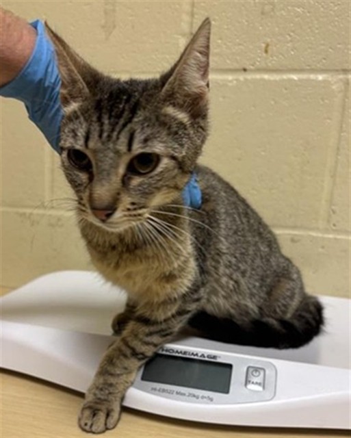Shelter Stray Female Cat last seen TAYLOR ST & GRANGER AVE, 2127 Front St, Sacramento, CA 95818, USA