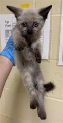 Shelter Stray Male Cat last seen 17TH ST & I ST, 2127 Front St, Sacramento, CA 95818, USA