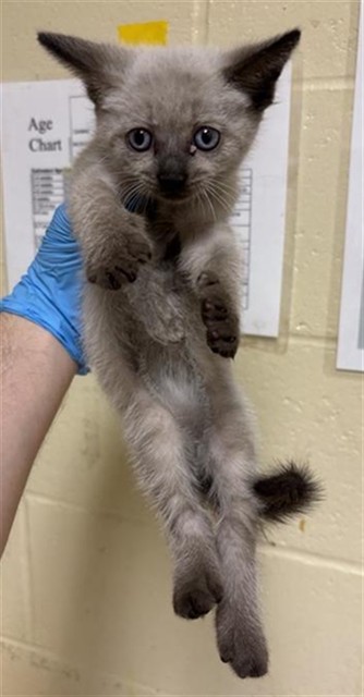 Shelter Stray Male Cat last seen 17TH ST & I ST, 2127 Front St, Sacramento, CA 95818, USA