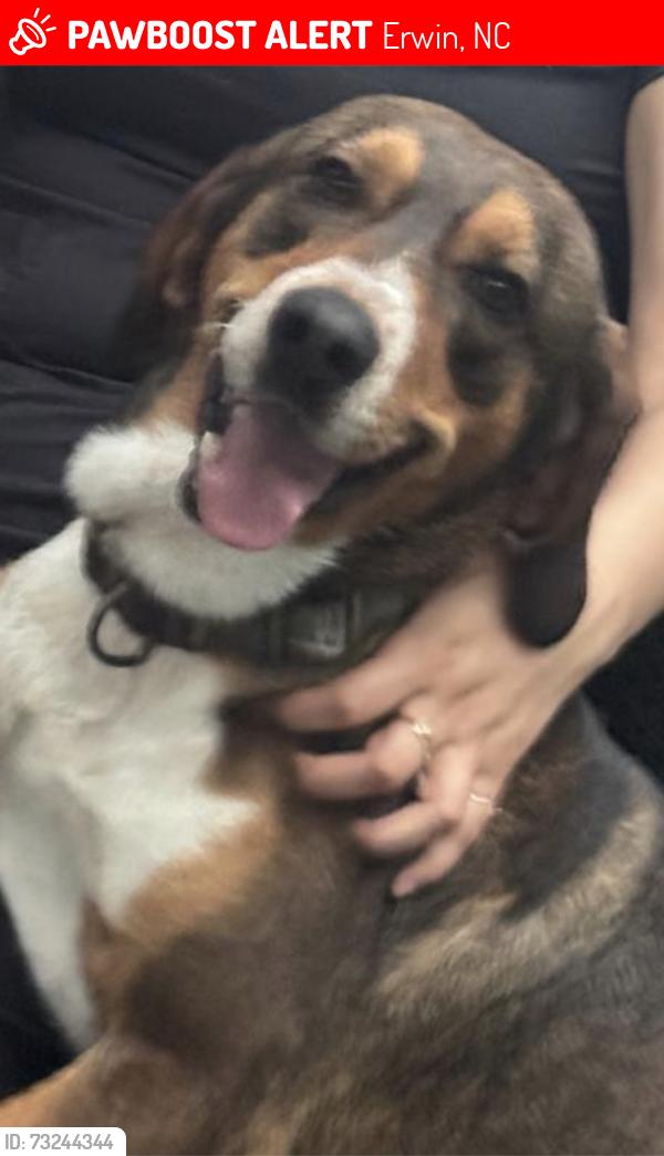 Lost Male Dog last seen Maynard lake, Erwin, NC 28339
