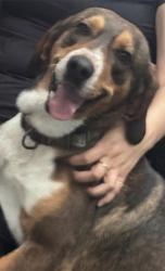 Lost Male Dog last seen Maynard lake, Erwin, NC 28339