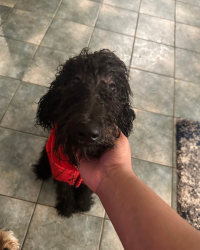 Reunited Male Dog last seen 33rd street east and east avenue k-3, Lancaster, CA 93535
