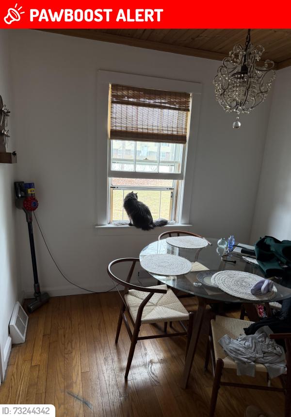 Lost Female Cat last seen East fish fire hse, Wappingers Falls, NY 12590