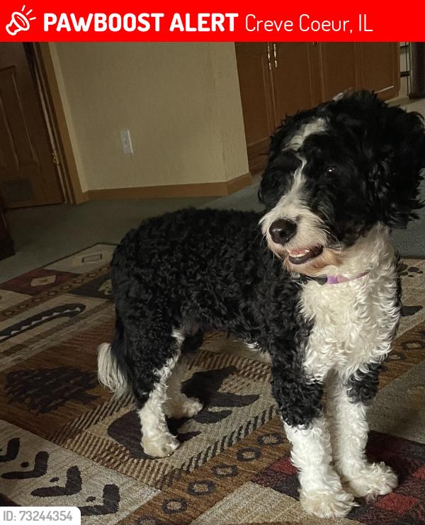 Lost Female Dog last seen Fischer rd., Creve Coeur, IL 61610