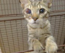 Shelter Stray Male Cat last seen COTTONWOOD LN/ELSIE AVE, 95828, 3839 Bradshaw Rd, Sacramento, CA 95827, USA