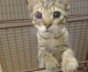 Shelter Stray Male Cat last seen COTTONWOOD LN/ELSIE AVE, 95828, 3839 Bradshaw Rd, Sacramento, CA 95827, USA