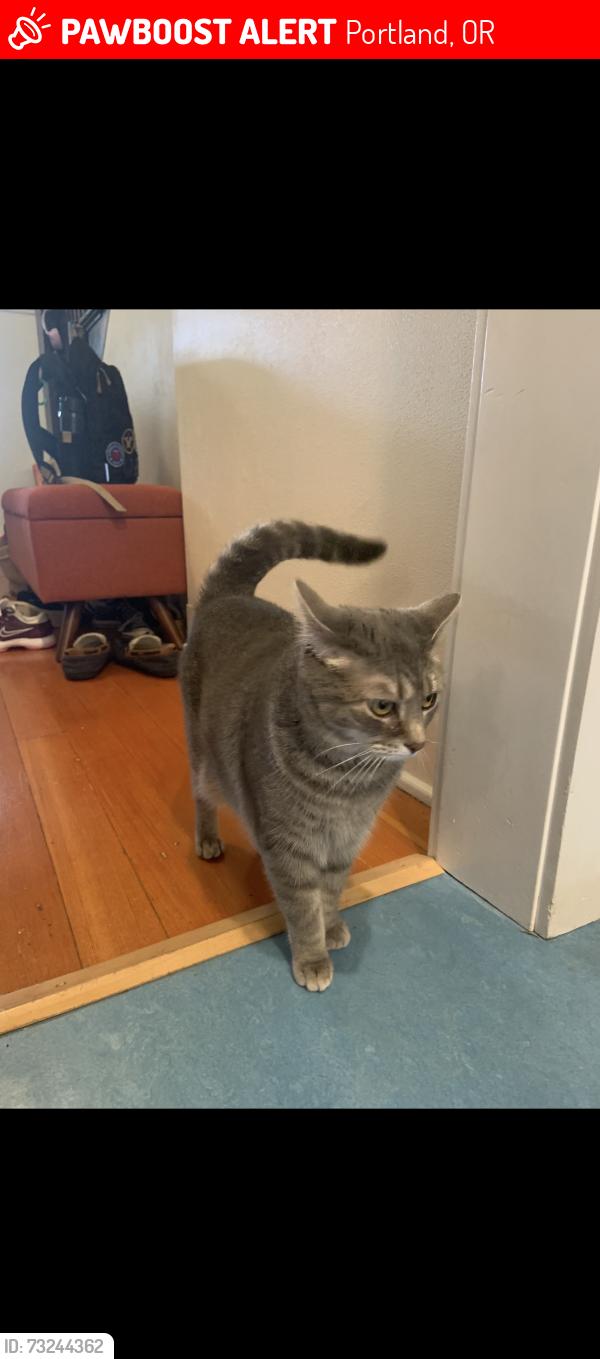 Lost Female Cat last seen 33rd and market, Portland, OR 97214
