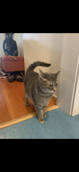 Lost Female Cat last seen 33rd and market, Portland, OR 97214