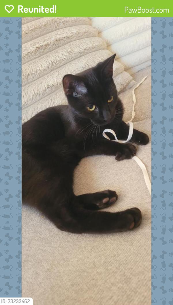 Reunited Male Cat last seen Kellog St, Shepard St.,, Westfield, MA 01085
