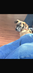 Lost Male Dog last seen Maynard lake rd Erwin NC, Erwin, NC 28339