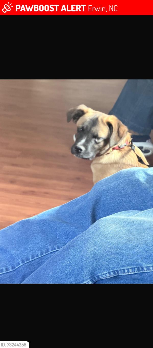 Lost Male Dog last seen Maynard lake rd Erwin NC, Erwin, NC 28339