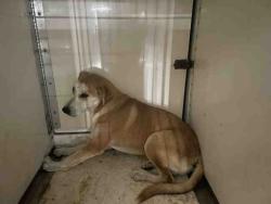 Shelter Stray Male Dog last seen BLACK OPAL, 2481 Palomar Airport Rd, Carlsbad, CA 92011, USA