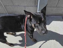 Shelter Stray Male Dog last seen HGWY 76, 2481 Palomar Airport Rd, Carlsbad, CA 92011, USA