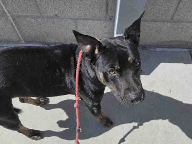Shelter Stray Male Dog last seen HGWY 76, 2481 Palomar Airport Rd, Carlsbad, CA 92011, USA