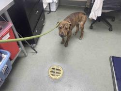 Shelter Stray Male Dog last seen HGWY 76, 2481 Palomar Airport Rd, Carlsbad, CA 92011, USA