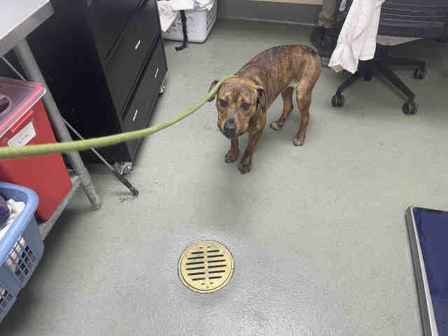 Shelter Stray Male Dog last seen HGWY 76, 2481 Palomar Airport Rd, Carlsbad, CA 92011, USA