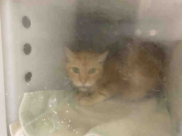 Shelter Stray Male Cat last seen WOODS VALLEY RD., 2481 Palomar Airport Rd, Carlsbad, CA 92011, USA