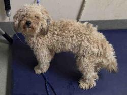 Shelter Stray Male Dog last seen MAIN ST. FALLBROOK, 2481 Palomar Airport Rd, Carlsbad, CA 92011, USA