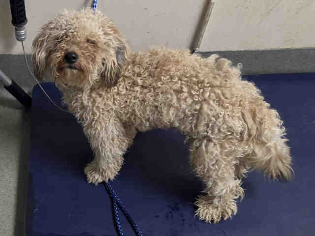 Shelter Stray Male Dog last seen MAIN ST. FALLBROOK, 2481 Palomar Airport Rd, Carlsbad, CA 92011, USA