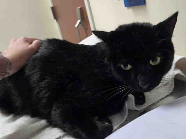 Shelter Stray Male Cat last seen , 2481 Palomar Airport Rd, Carlsbad, CA 92011, USA
