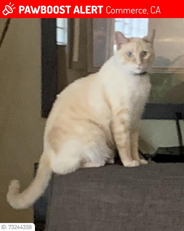 Lost Male Cat last seen Eastern, close to Steven’s Steakhouse, Commerce, CA 90040