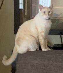 Lost Male Cat last seen Eastern, close to Steven’s Steakhouse, Commerce, CA 90040