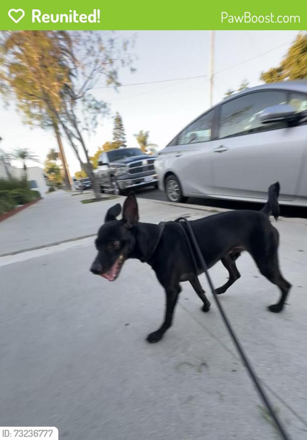 Reunited Male Dog last seen Ohio Ave and 7th St, Long Beach, CA 90804