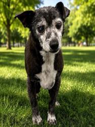 Shelter Stray Male Dog last seen , 3201 Lacy St, Los Angeles, CA 90031, USA