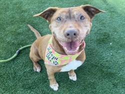Shelter Stray Female Dog last seen , 3201 Lacy St, Los Angeles, CA 90031, USA