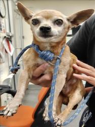 Shelter Stray Male Dog last seen , 3201 Lacy St, Los Angeles, CA 90031, USA