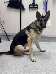 Shelter Stray Male Dog last seen LAGUNA BLVD / NEOSHO DR, 9150 Union Park Way, Elk Grove, CA 95624, USA