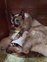 Shelter Stray Female Cat last seen KUGLER WAY / BARCELLA DR, 9150 Union Park Way, Elk Grove, CA 95624, USA