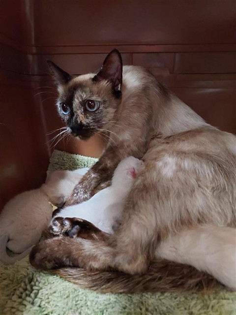 Shelter Stray Female Cat last seen KUGLER WAY / BARCELLA DR, 9150 Union Park Way, Elk Grove, CA 95624, USA